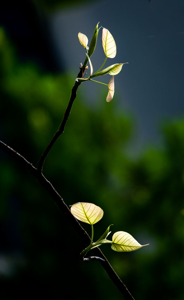 Ghi danh thiền