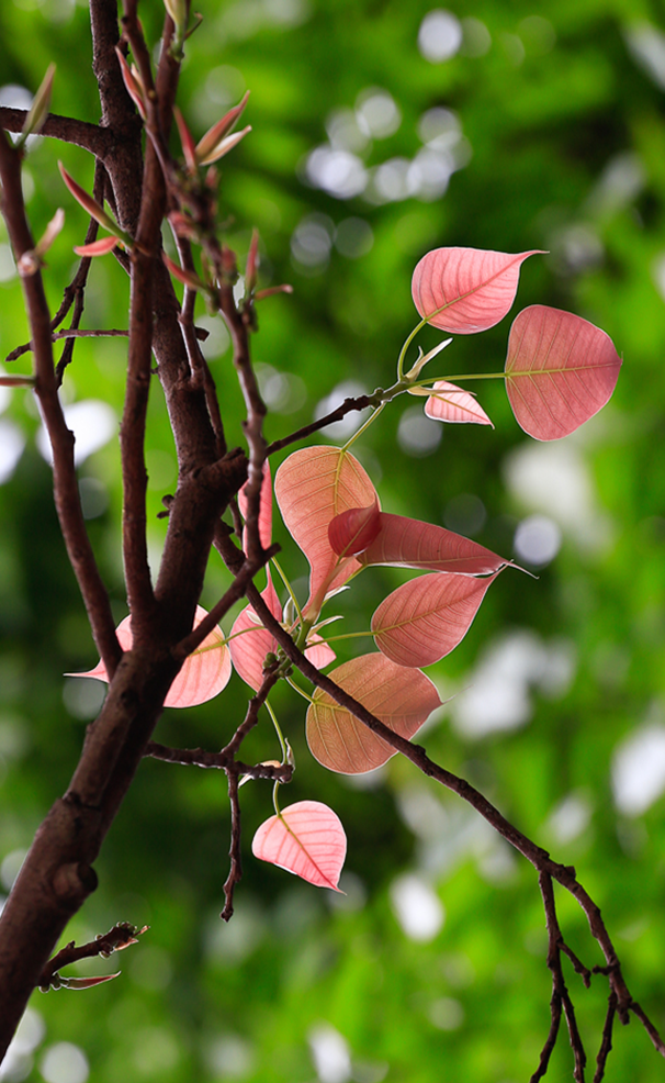 Ghi danh nhập học